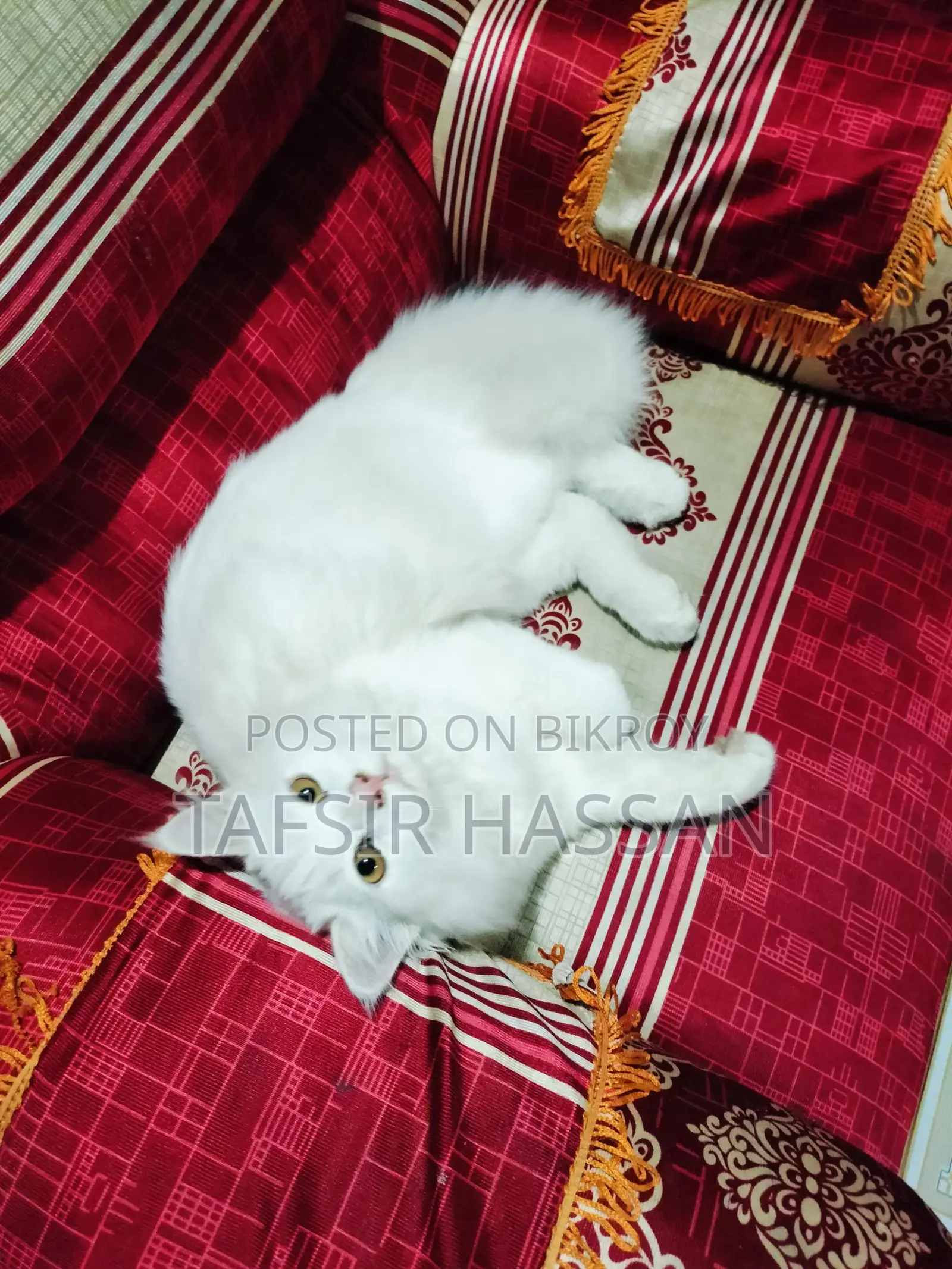 পার্শিয়ান উন্নত মানের বিড়াল বিক্রি করা হবে।