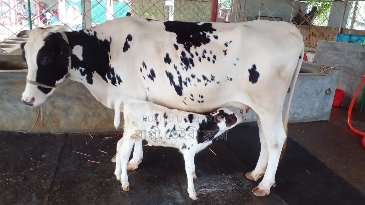 ১১৩৩ নং গাভী গরু কিনুন নিঃসন্ধেহে ।