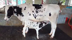 ১১৩৩ নং গাভী গরু কিনুন নিঃসন্ধেহে ।