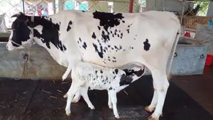 ১১৩৩ নং গাভী গরু কিনুন নিঃসন্ধেহে ।
