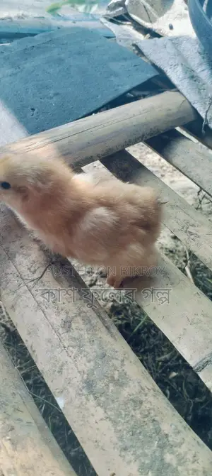 Tiger Chicken Chicks