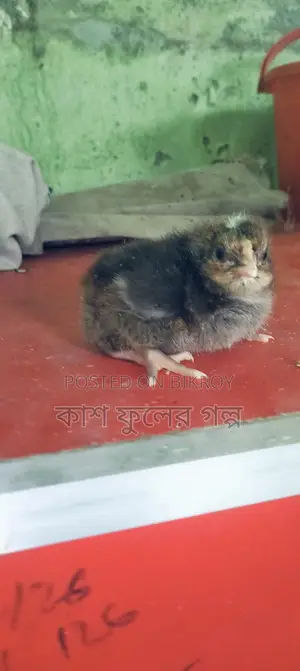 Tiger Chicken Chicks
