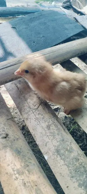 Tiger Chicken Chicks