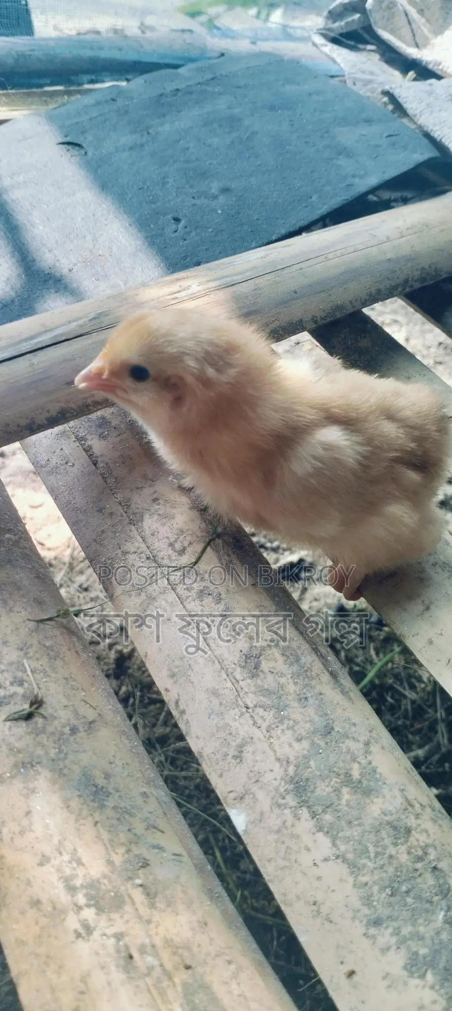 Tiger Chicken Chicks