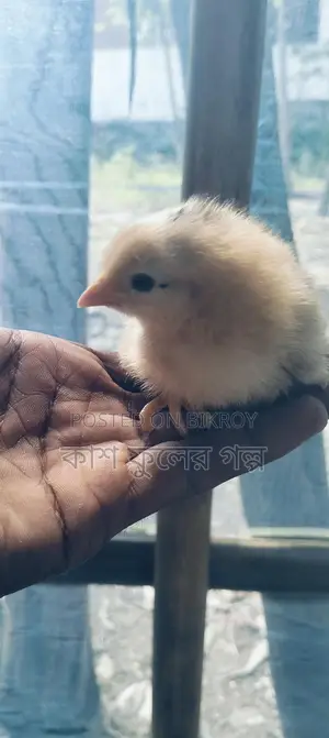 Tiger Chicken Chicks