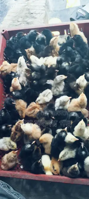 Tiger Chicken Chicks