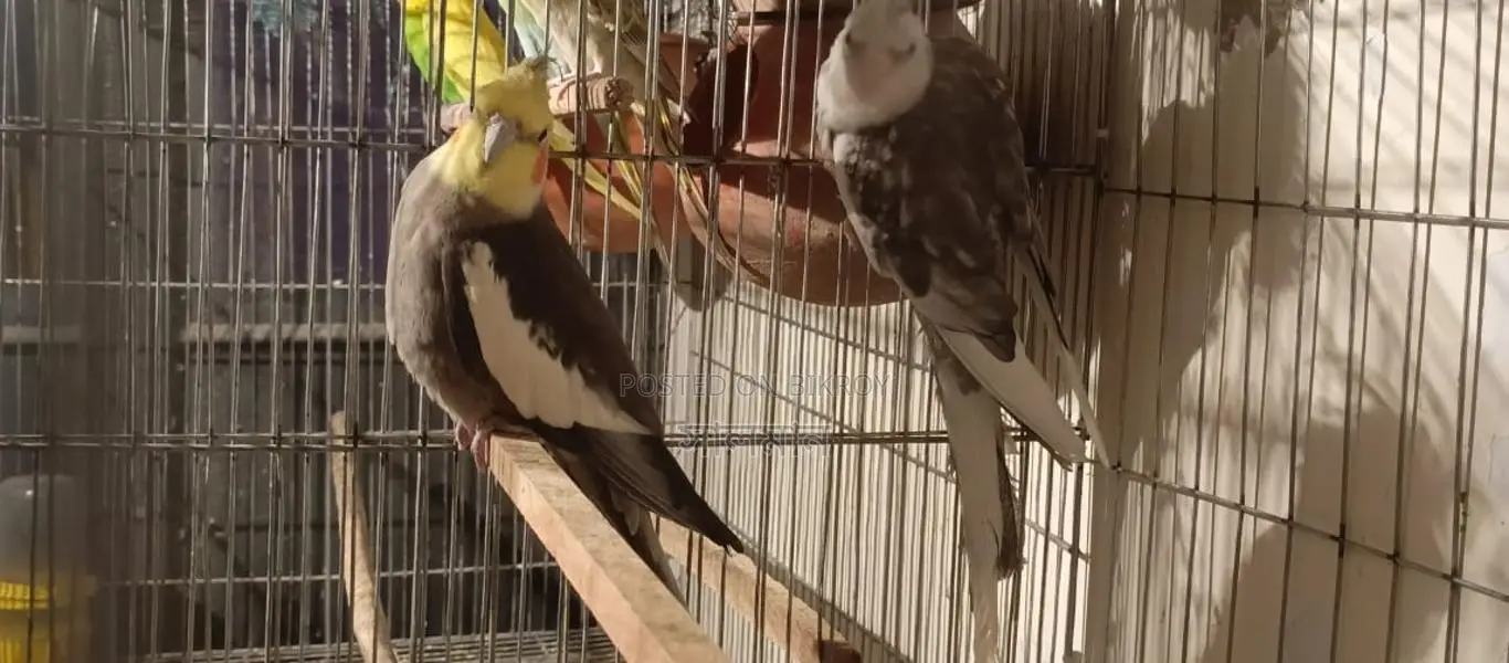 রানিং ককাটেল পাখি