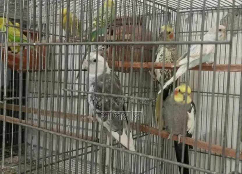 রানিং ককাটেল পাখি