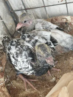 Squabs for Consumption