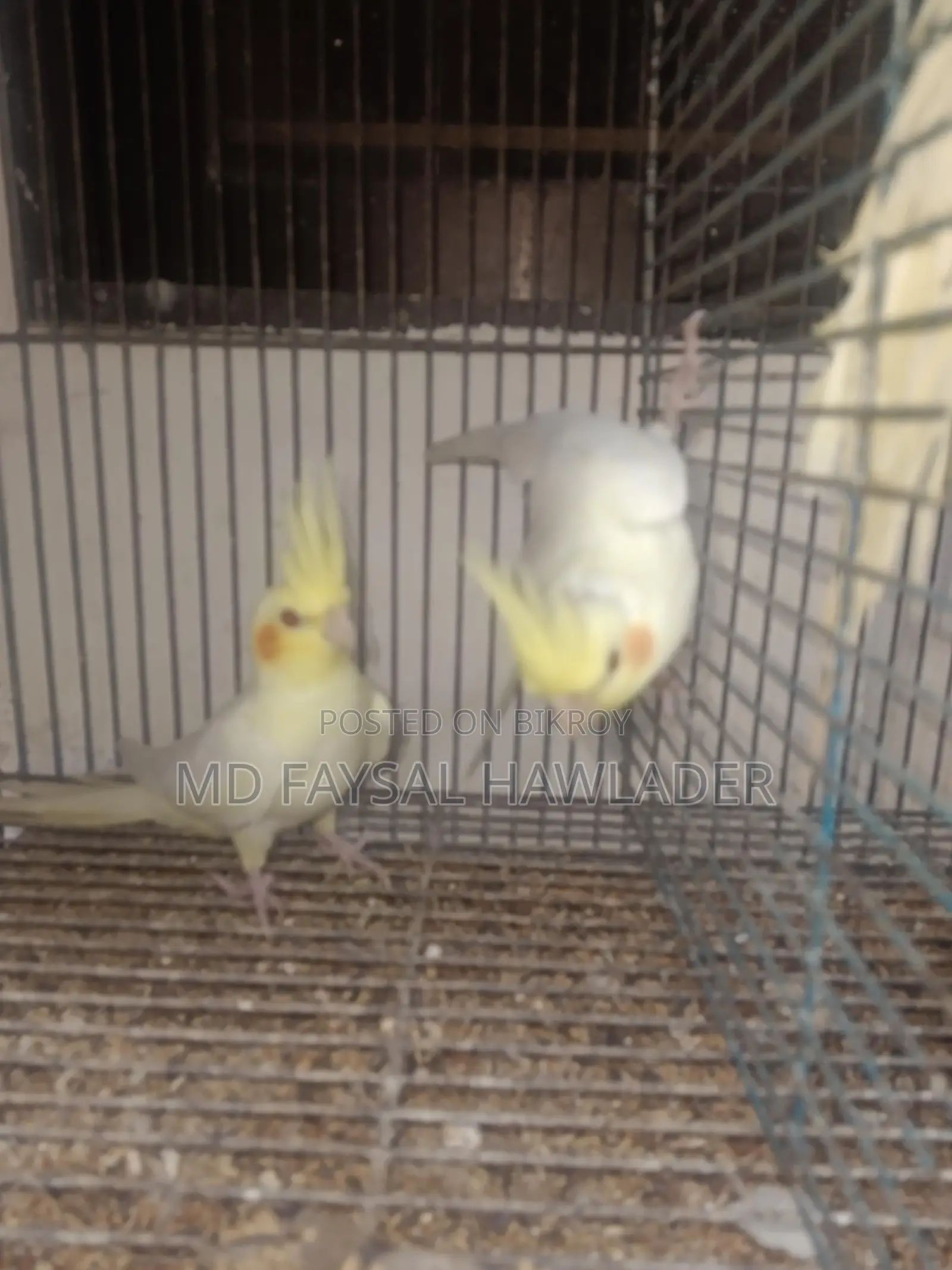 কোকাটেল পাখি ফুল টেম রেড আই