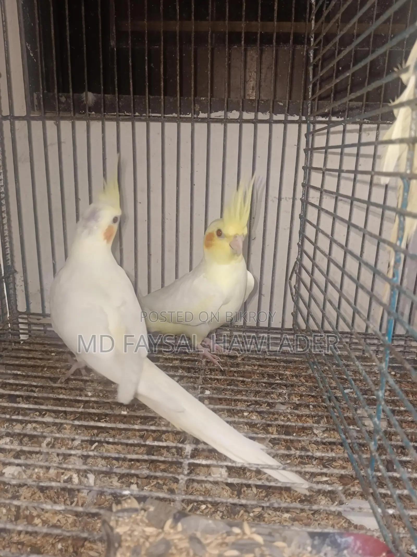 কোকাটেল পাখি ফুল টেম রেড আই