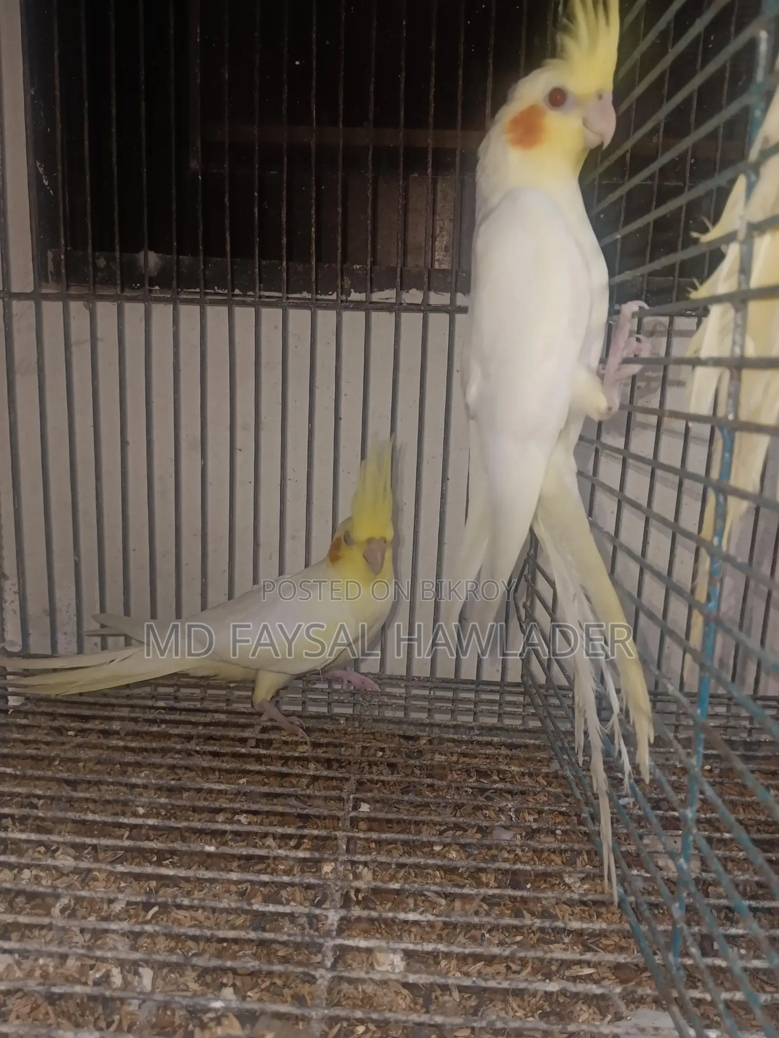 কোকাটেল পাখি ফুল টেম রেড আই