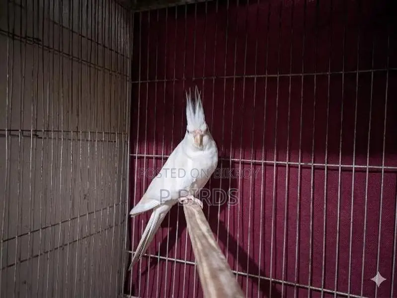 Albino (Male)