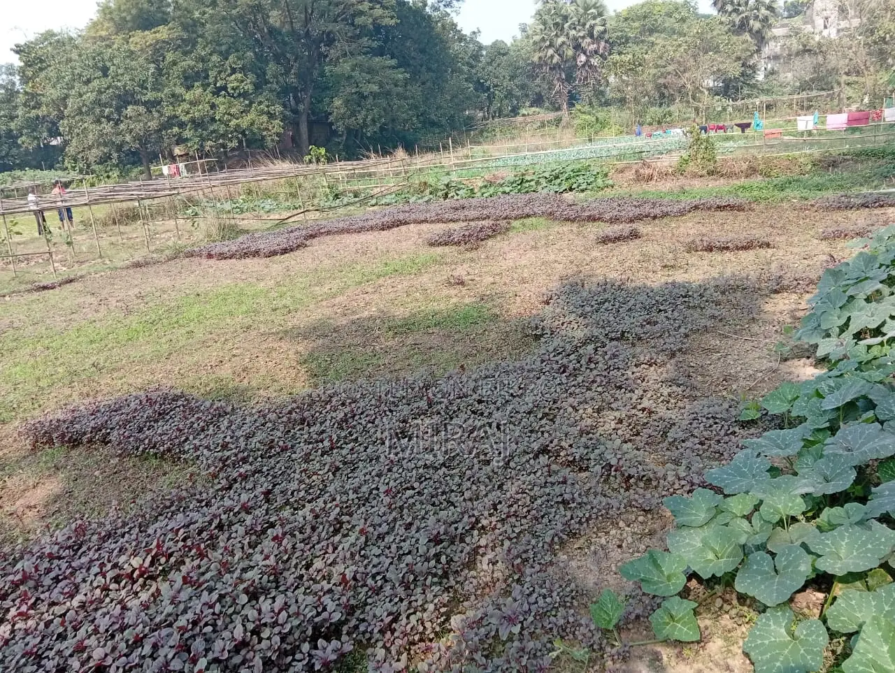১০ কাঠা জমি বিক্রিয় হবে। নিজস্ব জমি। কোন প্রকার ভায়া অথবা কোম্পানির নয়।
