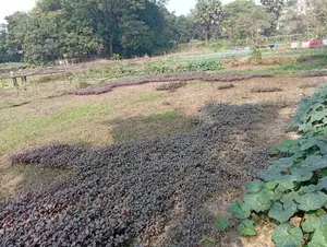 ১০ কাঠা জমি বিক্রিয় হবে। নিজস্ব জমি। কোন প্রকার ভায়া অথবা কোম্পানির নয়।
