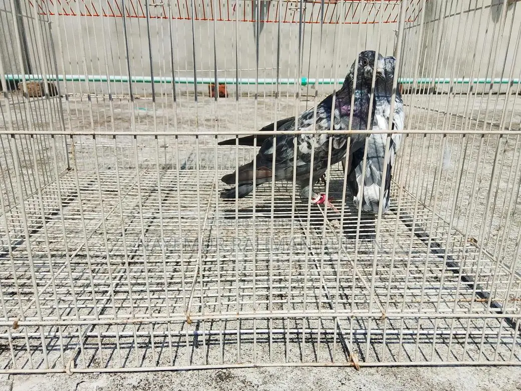 কবুতর