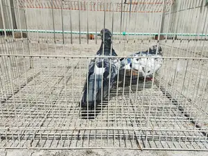 কবুতর