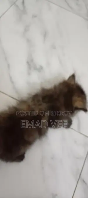 Tortoiseshell Breed Persian Cat Female