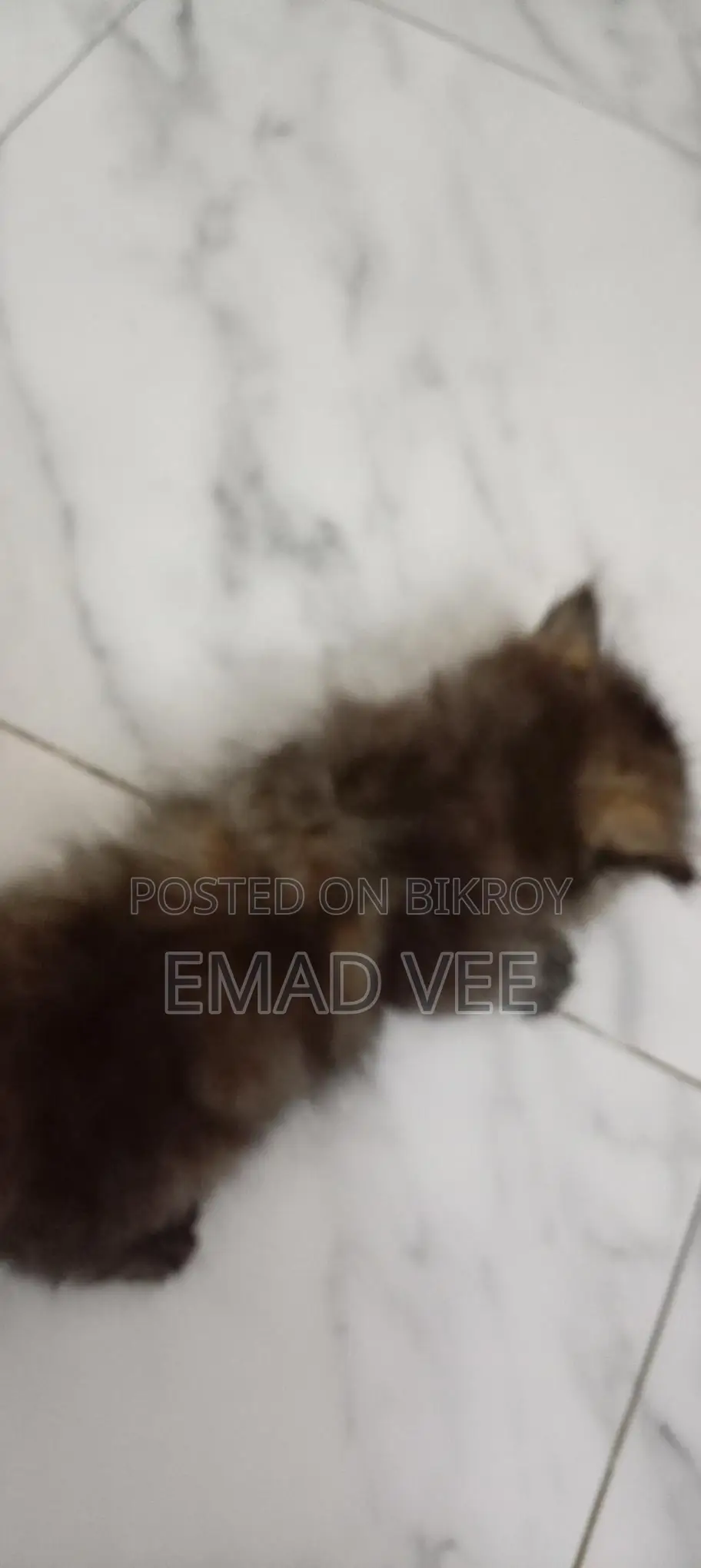 Tortoiseshell Breed Persian Cat Female