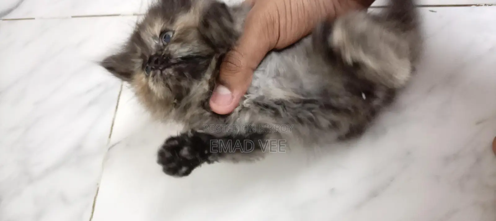 Tortoiseshell Breed Persian Cat Female