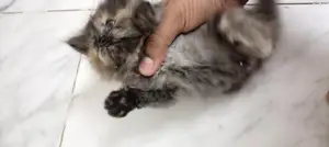 Tortoiseshell Breed Persian Cat Female