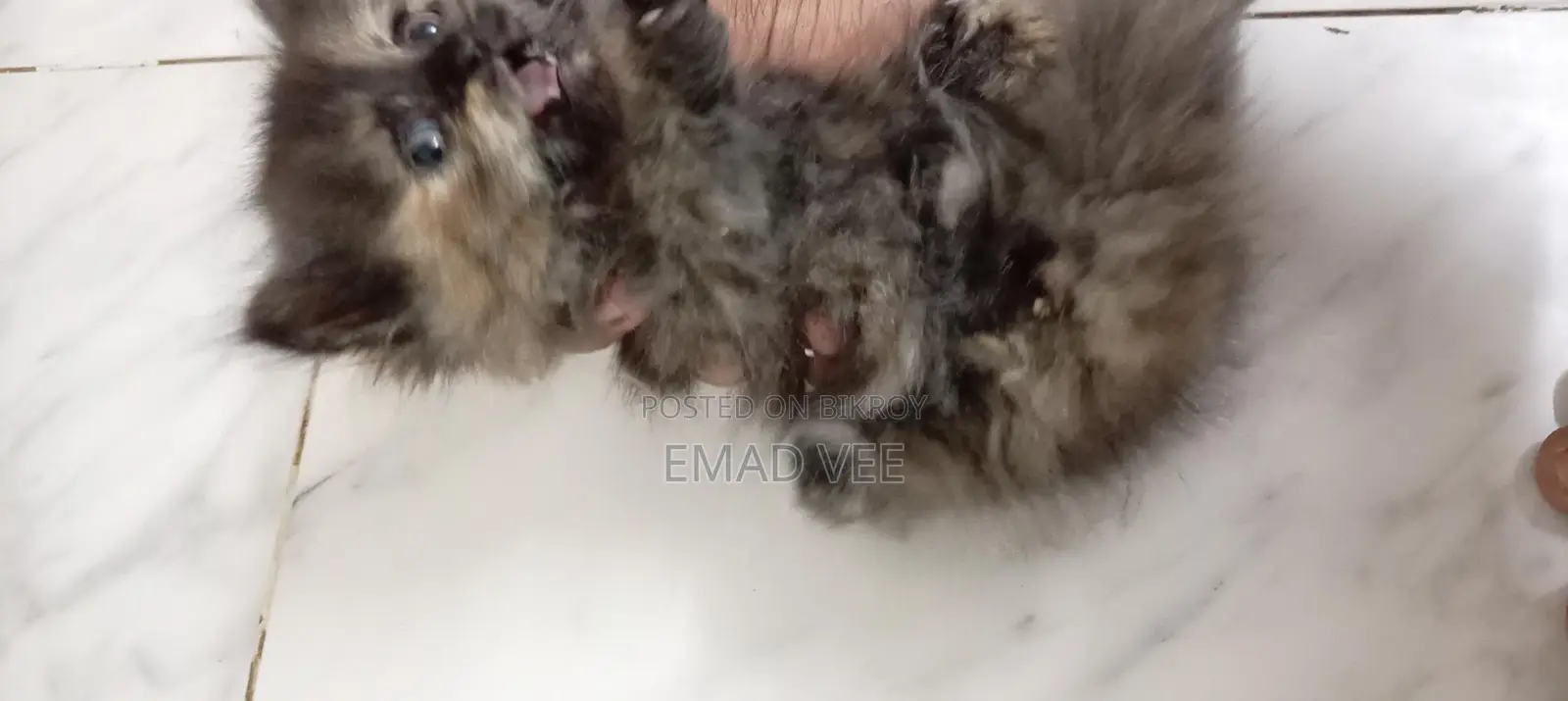 Tortoiseshell Breed Persian Cat Female