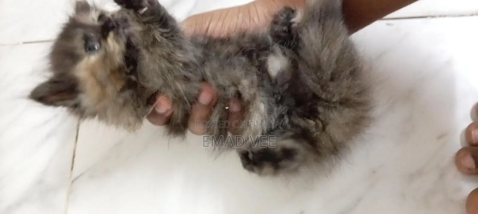 Tortoiseshell Breed Persian Cat Female