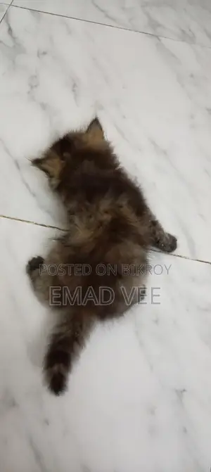 Tortoiseshell Breed Persian Cat Female