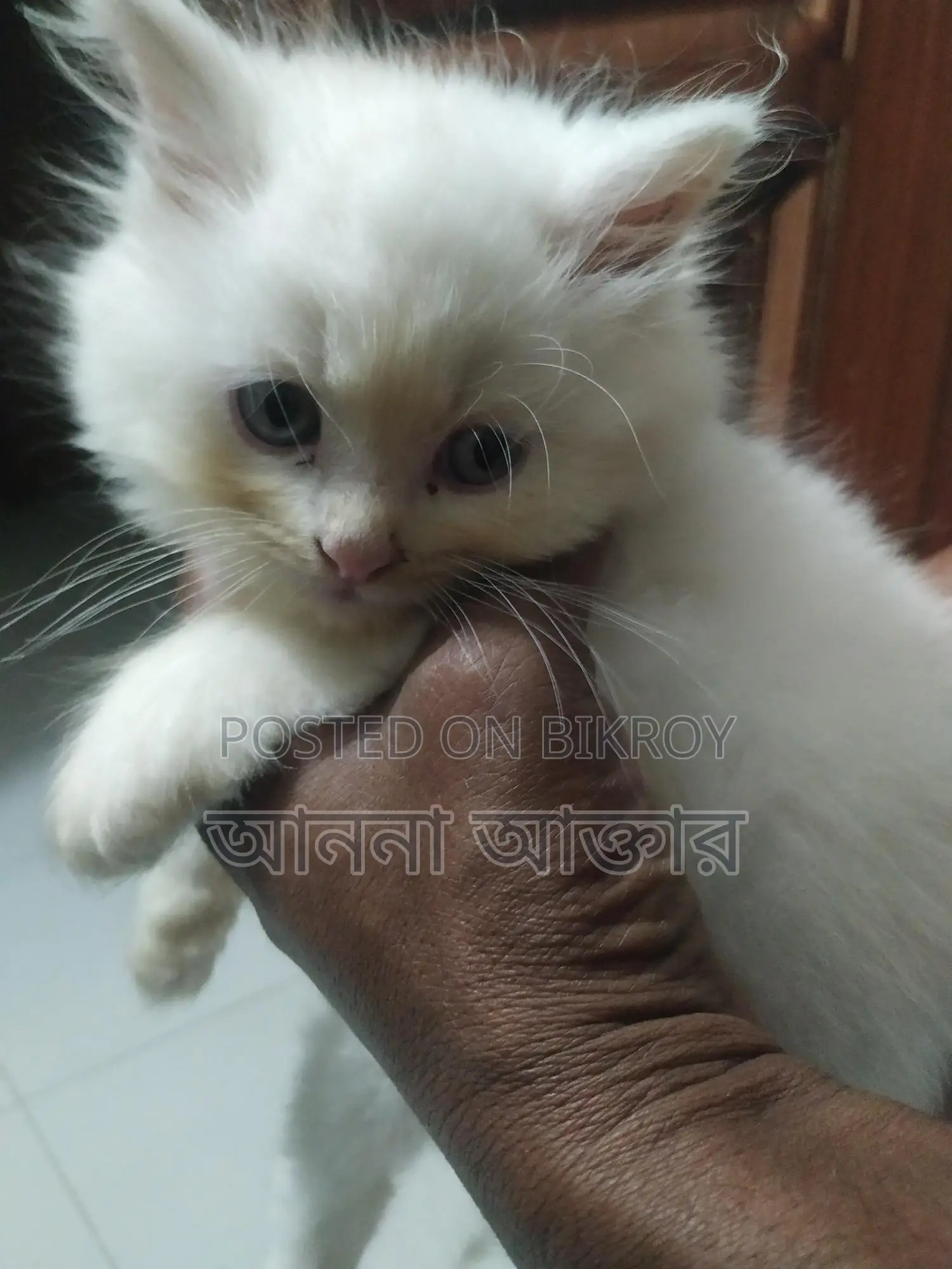 পারশিয়ান লং কোট পিওর ডের থেকে দুই মাস বয়স