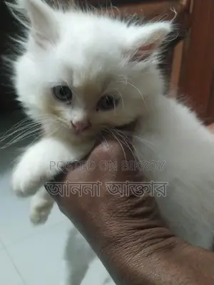 পারশিয়ান লং কোট পিওর ডের থেকে দুই মাস বয়স