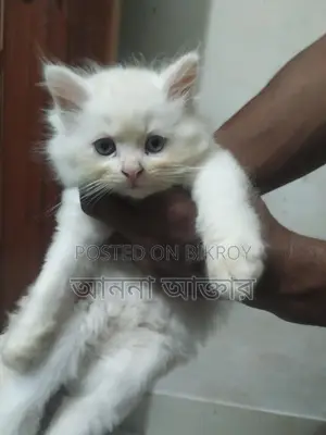 পারশিয়ান লং কোট পিওর ডের থেকে দুই মাস বয়স