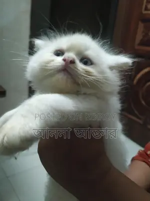 পারশিয়ান লং কোট পিওর ডের থেকে দুই মাস বয়স