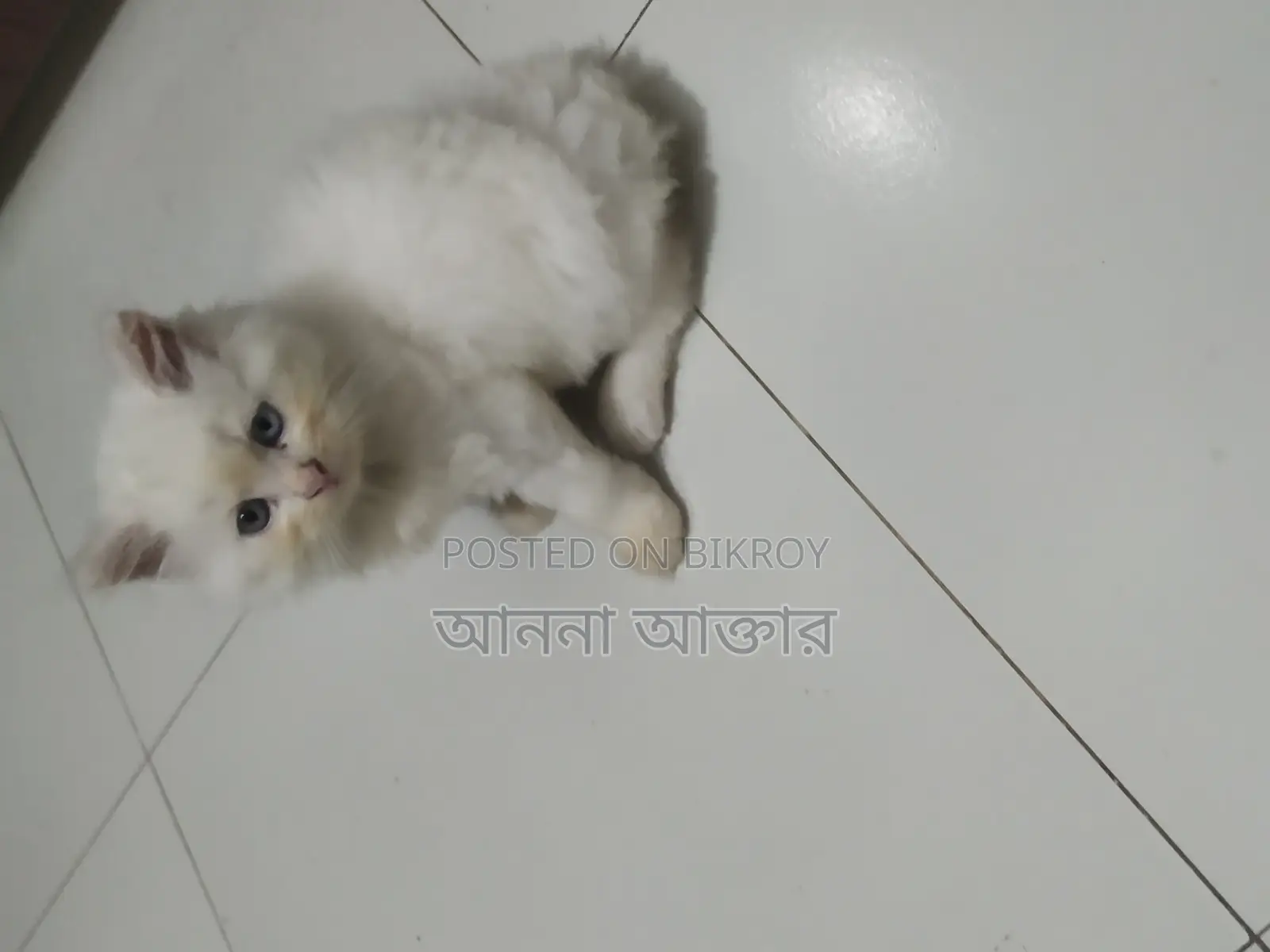 পারশিয়ান লং কোট পিওর ডের থেকে দুই মাস বয়স