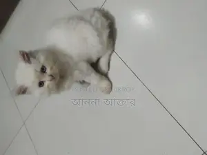 পারশিয়ান লং কোট পিওর ডের থেকে দুই মাস বয়স