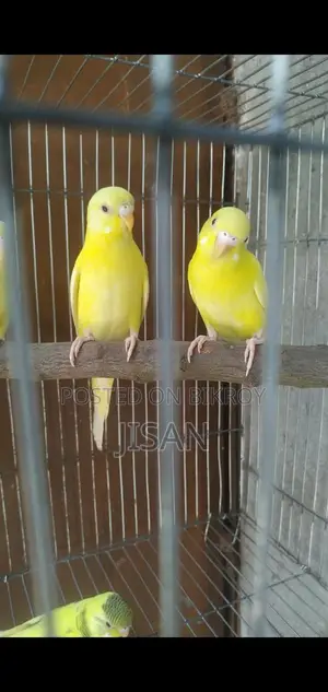 Lutino Bujrigar Birds