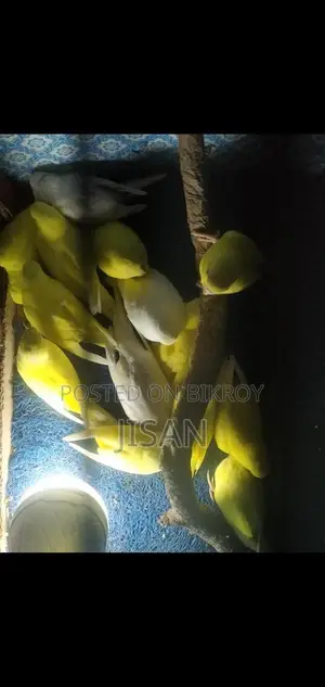 Lutino Bujrigar Birds