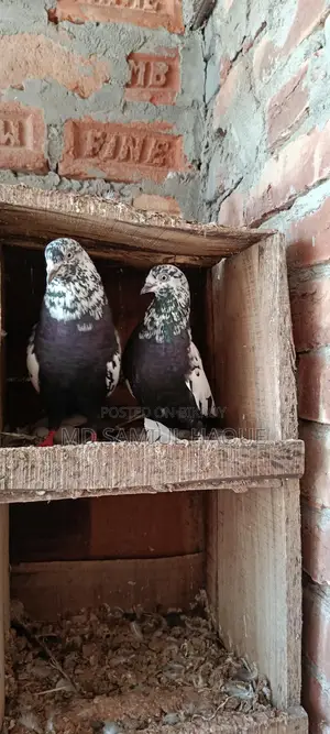 Running Giribaj Pigeons for Sale