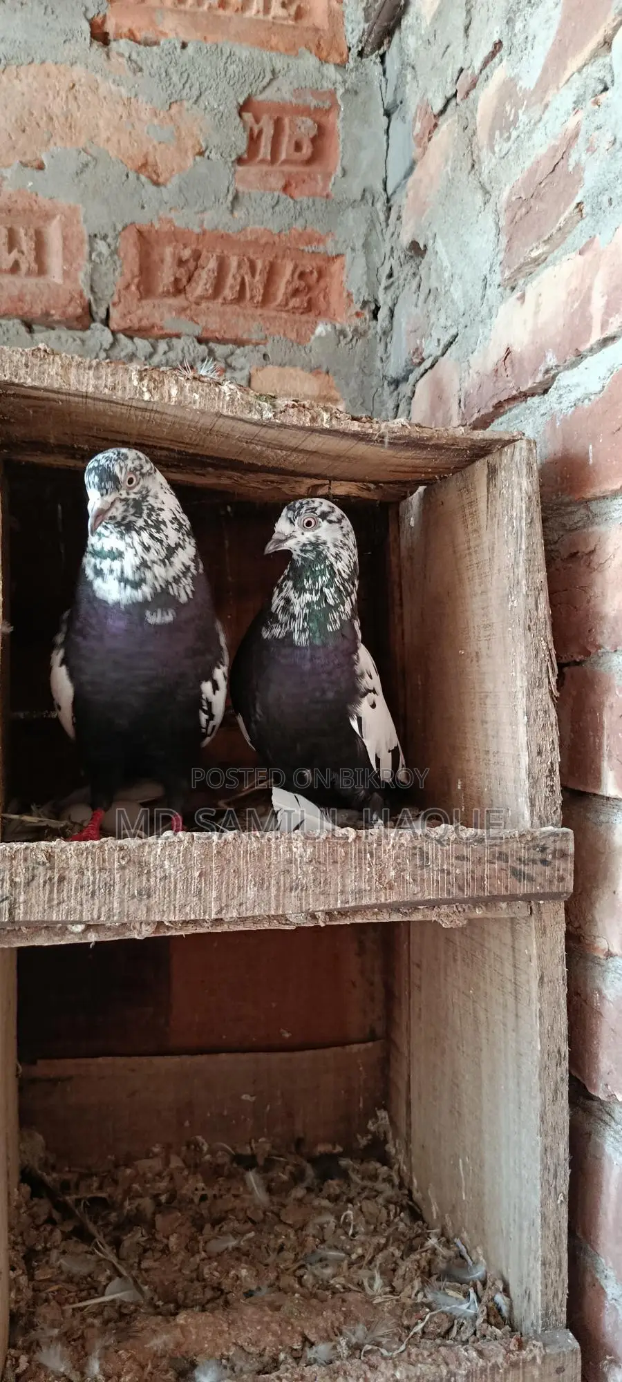Running Giribaj Pigeons for Sale