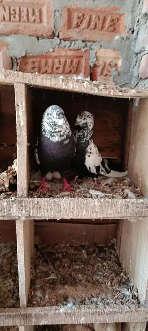 Running Giribaj Pigeons for Sale