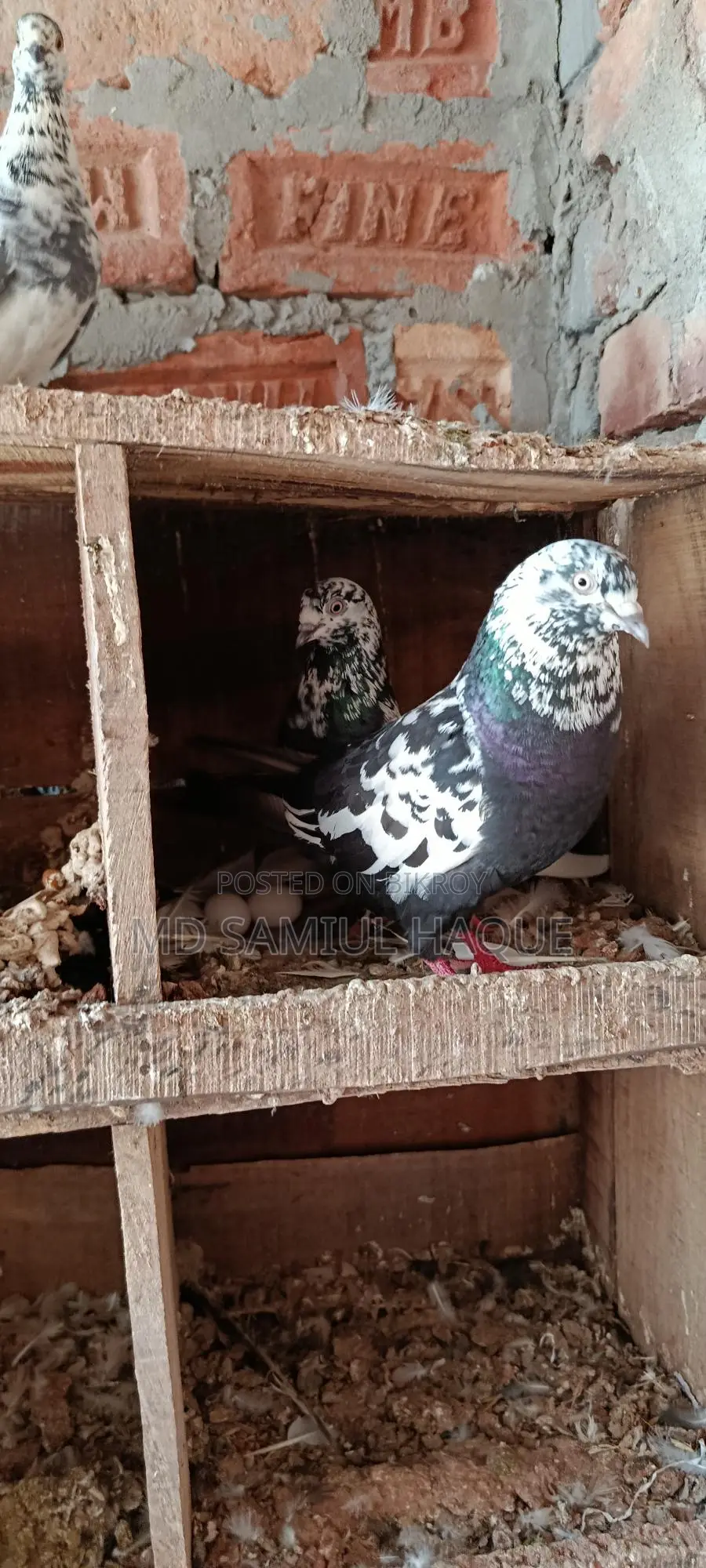 Running Giribaj Pigeons for Sale