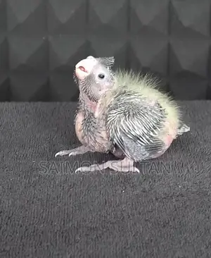 Cockatiel Bird Chicks for Sale