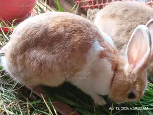 একটি প্রেগন্যান্ট খরগোশ