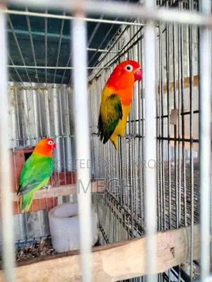 High-Quality DNA-Tested Lovebirds