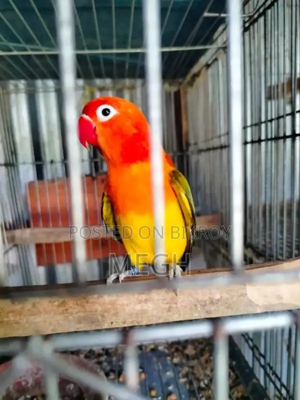 High-Quality DNA-Tested Lovebirds