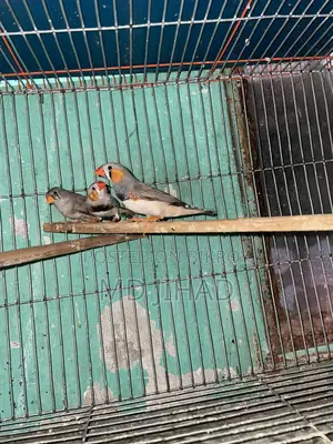 ফিঞ্চ পাখি