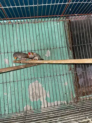 ফিঞ্চ পাখি