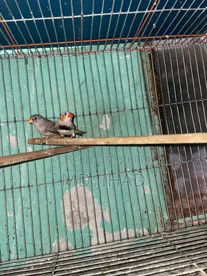 ফিঞ্চ পাখি