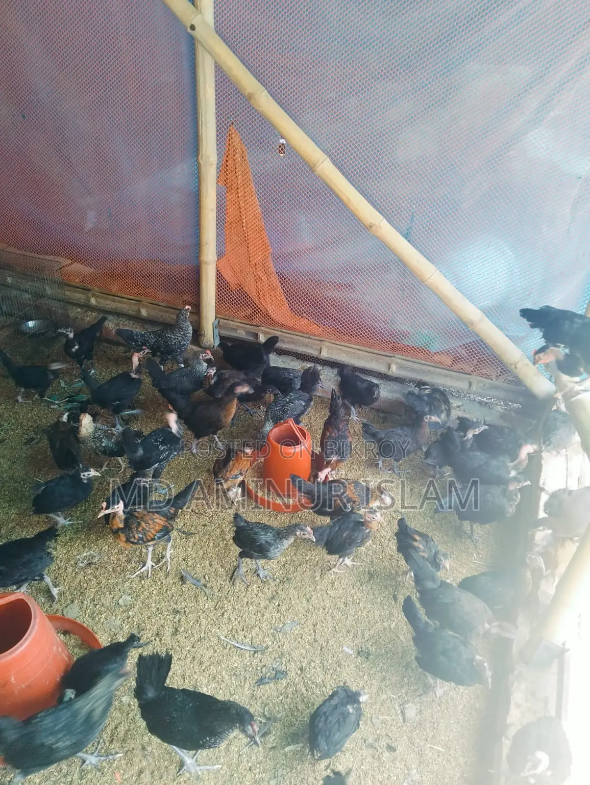 দেশি মুরগি বিক্রি হবে