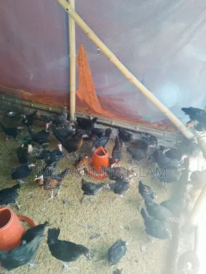দেশি মুরগি বিক্রি হবে