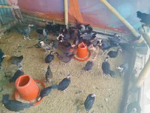দেশি মুরগি বিক্রি হবে